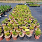 Dáždnikovec praslenovitý (Sciadopitys Verticillata) - japonská borovica – výška 10-15 cm, kont. C2L